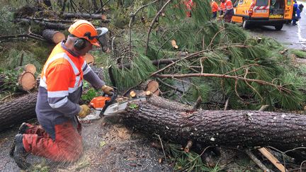 Des arbres sont tombés sur la route, à Lacanau (Gironde), dans la nuit de samedi 2 à dimanche 3 novembre 2019.&nbsp; (MARIE-CANDICE DE LOUVERIE / FRANCE TELEVISIONS)