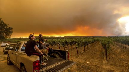 Les exploitations viticoles des vallées de Napa et Sonoma, qui étaient toujours en train de se remettre d'incendies des années précédentes, sont menacées. (NOAH BERGER/AP/SIPA)