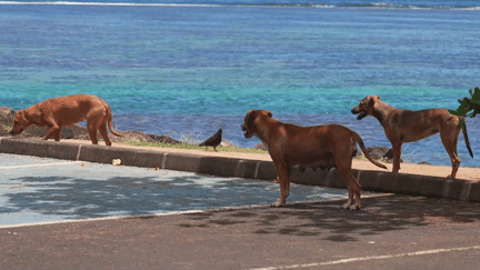 En Polynésie, des chiens errants règnent en maître sur certains quartiers. Des habitants sont attaqués, certains ont perdu la vie. Zoom sur le fléau. (France 2)