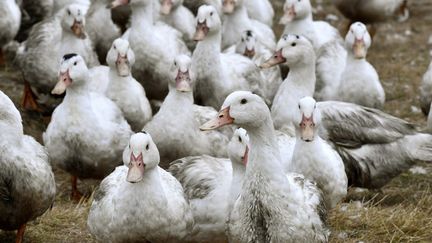 Un élevage de canards à&nbsp;Bourriot-Bergonce (Landes), le 22 février 2017.&nbsp; (GEORGES GOBET / AFP)