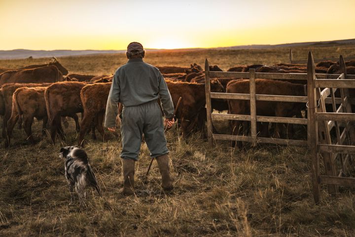 Un fermier producteur de salers avec son troupeau de vaches du même nom, le 7 septembre 2016 à Collandres (Cantal), une commune qui fait aussi partie de la zone de production du bleu d'Auvergne. (WITT PIERRE / AFP)