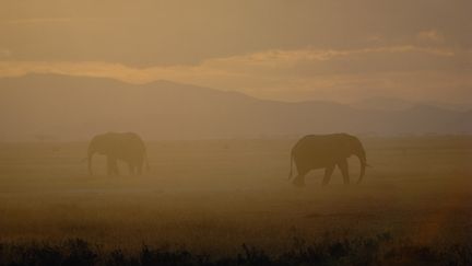 Des &eacute;l&eacute;phants pr&egrave;s du crat&egrave;re de Ngorongoro, le 21 ao&ucirc;t 2014 en Tanzanie. (MITSUAKI IWAGO / MINDEN PICTURES / AFP)