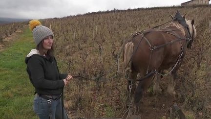 Beaujolais nouveau : le pari d'Anaïs Pertuizet, jeune viticultrice de 26 ans