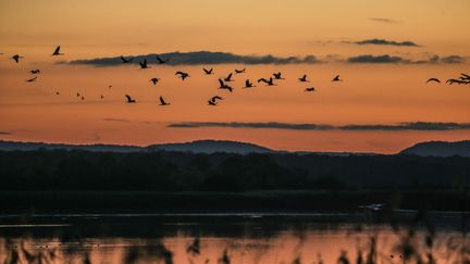 Un vol de grues sur l'étang de Lachausse, dans la Meuse, en novembre 2020.&nbsp; (PASCAL BROCARD / MAXPPP)