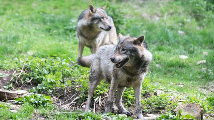 Des loups dans le parc Alpha, à Saint-Martin-Vésubie (Alpes-Maritimes), le 26 mai 2017. (LAURE BOYER / HANS LUCAS / AFP)