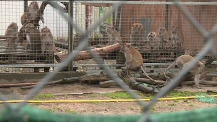 Mesure sanitaire : 165 singes euthanasiés dans les Landes