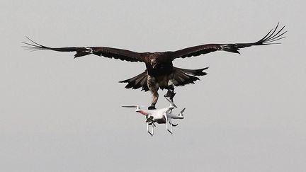  La base aérienne 118 expérimente un nouveau dispositif de lutte contre les drones malveillants : des aigles royaux, le 10 février 2017 (MAXPPP)