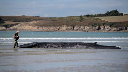 Une troisième baleine d'une quinzaine de mètres&nbsp;s'est échouée sur une plage de Ploéven (Finistère), le 19 septembre 2022. (FRED TANNEAU / AFP)