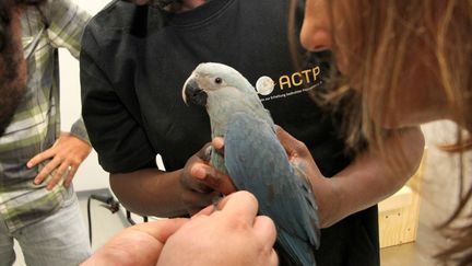 Un "ararinha azul" arrivé le 3 mars 2015 à Sao Paulo (Brésil) en provenance d'Allemagne. (JOAO FREIRE/ICMBIO / AFP)