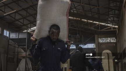 A la coopérative agricole Muungano de Goma, si des hommes sont employés pour la manutention car les sacs de café pèsent 100 kilos, près de 600 femmes y travaillent aussi chaque année. &nbsp; (GUERCHOM NDEBO / AFP)