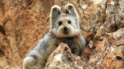 &nbsp; (Le petit mammifère n'a été observé qu'à 29 reprises depuis 1983. © Weidong Li)