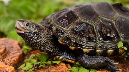 Une tortue à dos de diamant au parc A Cupulatta, à Vero (Corse-du-Sud), le 29 mars 2015. (CLAUDE THOUVENIN / BIOSPHOTO / AFP)