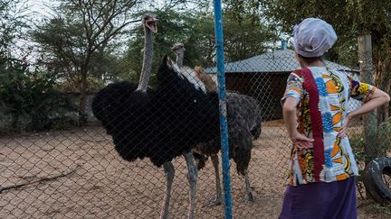 «Si la ferme pédagogique est en création, 8,5 hectares de terrain offerts à la communauté sont d’ores et déjà grillagés et une partie est cultivée; à terme, un éco-village productif verra le jour autour d’une ferme agro-écologique: cheptel bio, arbres brise-vent, alternance d’arbres fruitiers et arbres fertilitaires, réintégration des essences d’arbres locales, comme le jujubier, maraîchage bio et bassins de pisciculture, parcelles de plantes fourragères et parcelles particulières pour les cultures fragiles, telles le coton.» (Nathalie Guironnet)