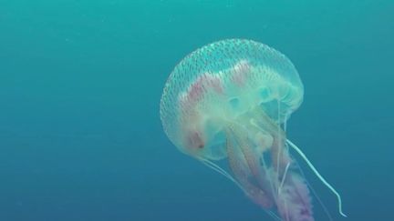 Vacances d’été : les méduses plus nombreuses avec le réchauffement de l’eau en mer Méditerranée (FRANCE 2)