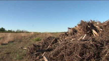 Gironde : le vignoble bordelais connaît une crise importante (Capture franceinfo)