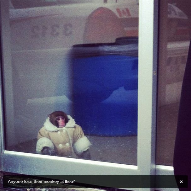 Commentaire de l'internaute qui a post&eacute; cette photo : "Quelqu'un aurait-il &eacute;gar&eacute; son singe chez Ikea ?" (DZD_LIZA / INSTAGRAM / FRANCETV INFO)