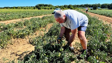 Marc Mascetti est un maraîcher qui cultive sans eau dans l'Essonne. (BENJAMIN RECOUVREUR / RADIO FRANCE)