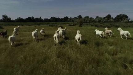 Impressions d’ailleurs : la Camargue, l’autre pays des cow-boys