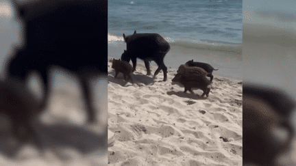 Animaux : des sangliers s’invitent sur la plage de Pampelonne (France 2)