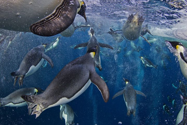 &nbsp; (PAUL NICKLEN / NATIONAL GEOGRAPHIC)