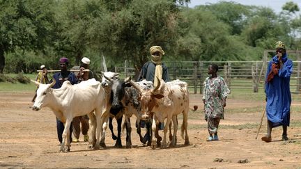 Des éleveurs de l'ethnie Bella conduisent des vaches au marché de Gorom Gorom au Burkina Faso, en juin 2019.&nbsp; (PHILIPPE ROY / PHILIPPE ROY)