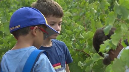 Agriculture : des écoliers font les vendanges dans le Vaucluse