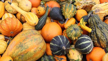 Halloween : méfiez-vous des courges toxiques ! (Cr&eacute;dits Photo : &copy; Pixabay / birgl)