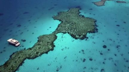 Environnement : le blanchissement de la Grande Barrière de corail s'accélère en Australie. (FRANCE 3)