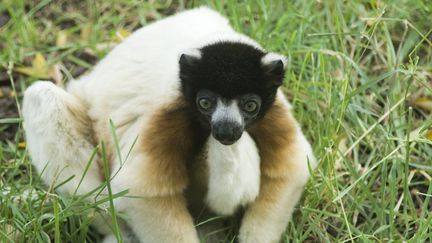 Un lémurien propithecus diadema à Madagascar en 2013. (MICHÈLE CONSTANTINI / MAXPPP)