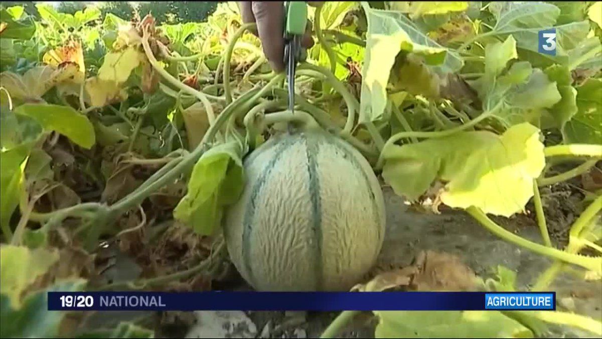 agriculture la saison du melon commence tardivement