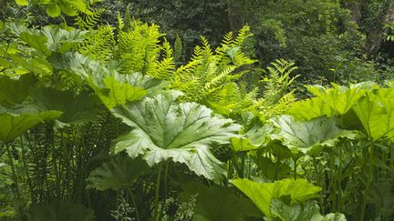 &nbsp; (Gunnera © Fotolia / Pefkos)