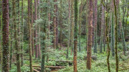 Le site des Monts d'Arrées, classée zone Natural 2000, où a eu lieu une rave-party le 17 juillet dernier. (GUIZIOU FRANCK / HEMIS.FR / HEMIS.FR)