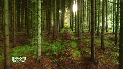 Le monde secret des arbres (CAPTURE ECRAN / ENVOYE SPECIAL / FRANCE 2)