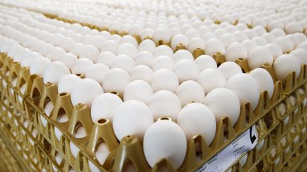 Tout ce qu'il faut savoir sur les oeufs contaminés au fipronil