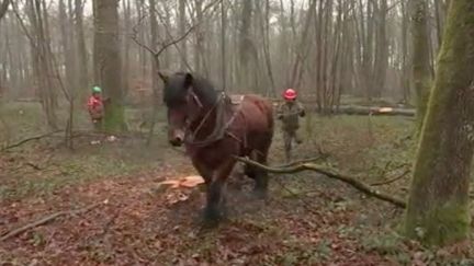 L'office national des forêts procède régulièrement à des coupes d'arbres malades ou abîmés pour assurer la pérennité des boisements. Ces travaux délicats sont confiés à des chevaux de trait qui remplacent les tracteurs.&nbsp; (FRANCE 3)