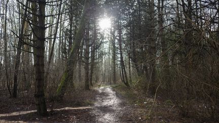 Le bois de Grande-Synthe (Pas-de-Calais), près duquel un migrant irakien a été gravement blessé par balles dimanche 20 mai 2018. (MAXPPP)