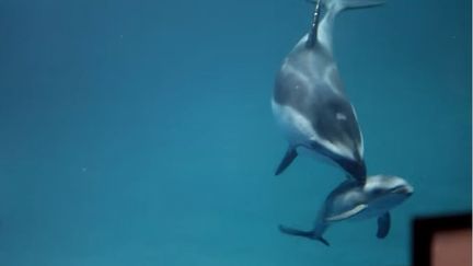 À la rencontre des dauphins dans la baie de Cancale