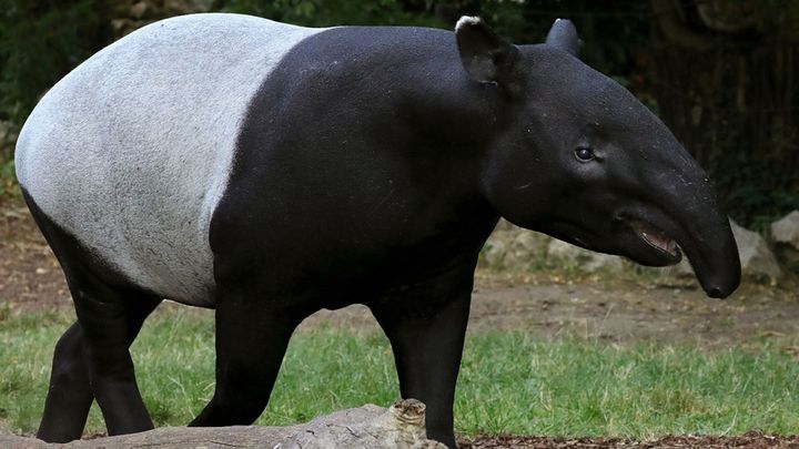 Tapir de Malaisie - Ménagerie, zoo du Jardin des Plantes. (MNHN / FG GRANDIN)