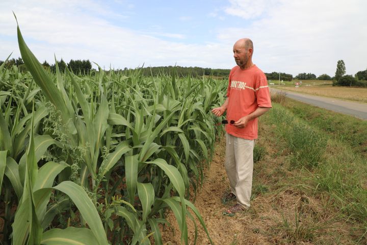 René De Moor devant son champ de sorgho à Saint-Pierre-de-Caubel (Lot-et-Garonne), le 11 août 2020. (ELISE LAMBERT/FRANCEINFO)