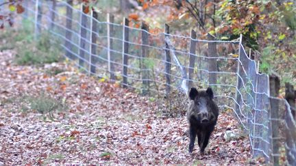 Un sanglier sur un terrain en Sologne (illustration). (ANTOINE LORGNIER / ONLY FRANCE VIA AFP)