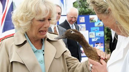 Et par celle qui a remplc&eacute; Diana dans le coeur de Charles, Camilla ? Ah, non elle vient juste de se faire chiper par un canard. Vilain ! (CHRIS JACKSON / GETTY IMAGES)