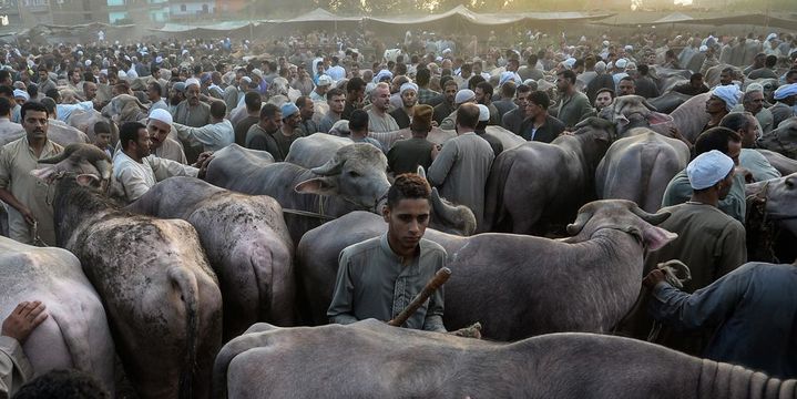 Ashmun (Egypte), le 15 aout 2018. Grand marché aux bestiaux à l'occasion de la fête de l'Aïd el Kébir  (MOHAMED EL-SHAHED / AFP)