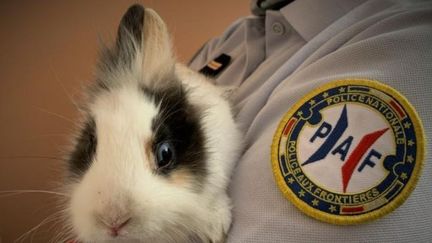 Le lapin nain perdu attend son/sa propriétaire. (PAF HENDAYE)