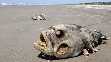 Un des milliers de poissons retrouv&eacute;s morts sur la plage de Centla (Mexique), le 25 avril 2012. (JAIME AVALOS / EFE / MAXPPP)