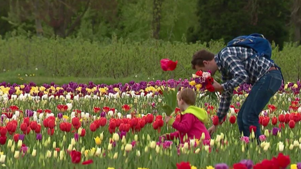 Dans les Yvelines, une ferme propose de cueillir des fleurs de saison en libre-service. Des plantes qui sont vendues moins cher que chez les fleuristes. (France 2)