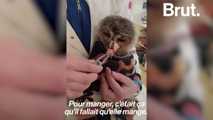 À l'hôpital de la faune sauvage, ces bénévoles soignent les animaux blessés ou malades avant de les relâcher dans la nature. Pendant ce temps-là, dans les Cévennes...