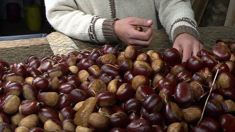 Agriculture : en Dordogne, des châtaignes en abondance pour la récolte