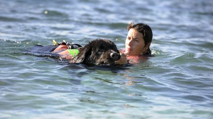 Un chien sauveteur aquatique en plein exercice. Photo d'illustration. (PATRICK VALASSERIS / AFP)