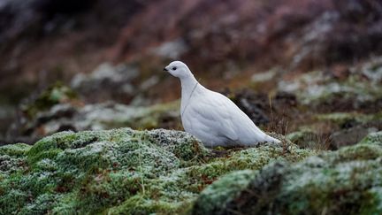 Un lagopède alpin exposé à ses prédateurs à cause de son plumage devenu blanc alors que les neiges tombent de plus en plus tard dans l'année. (LEWIS WASILEWSKI / 500PX / 500PX)