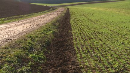 Plantation de haies en Lorraine